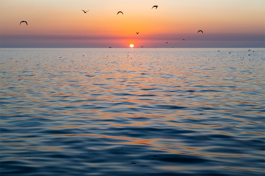 sunset on water with birds flying