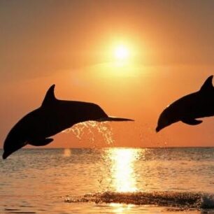 dolphins jumping with a sunset background