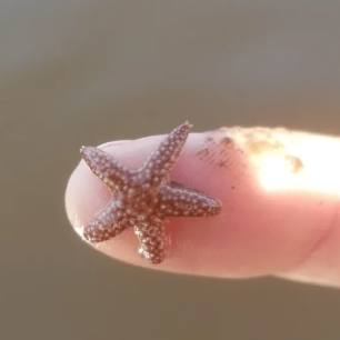 a small starfish on a finger