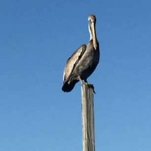 a bird on a wooden pole