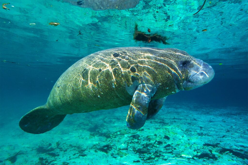 a manatee in the water