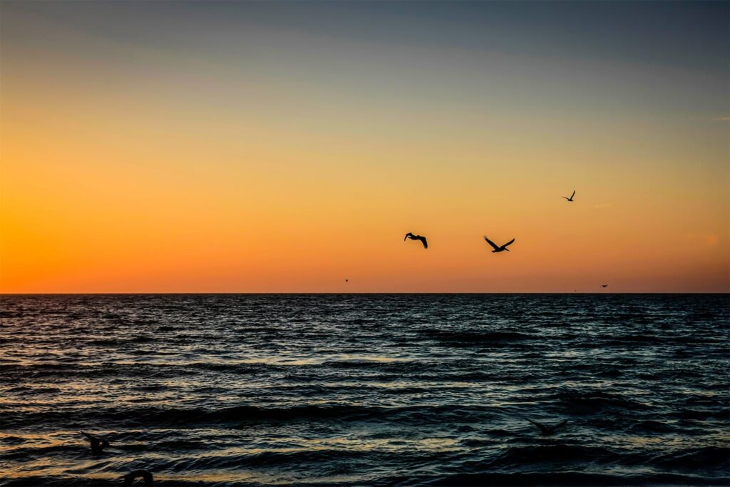 sunset on the water with birds flying