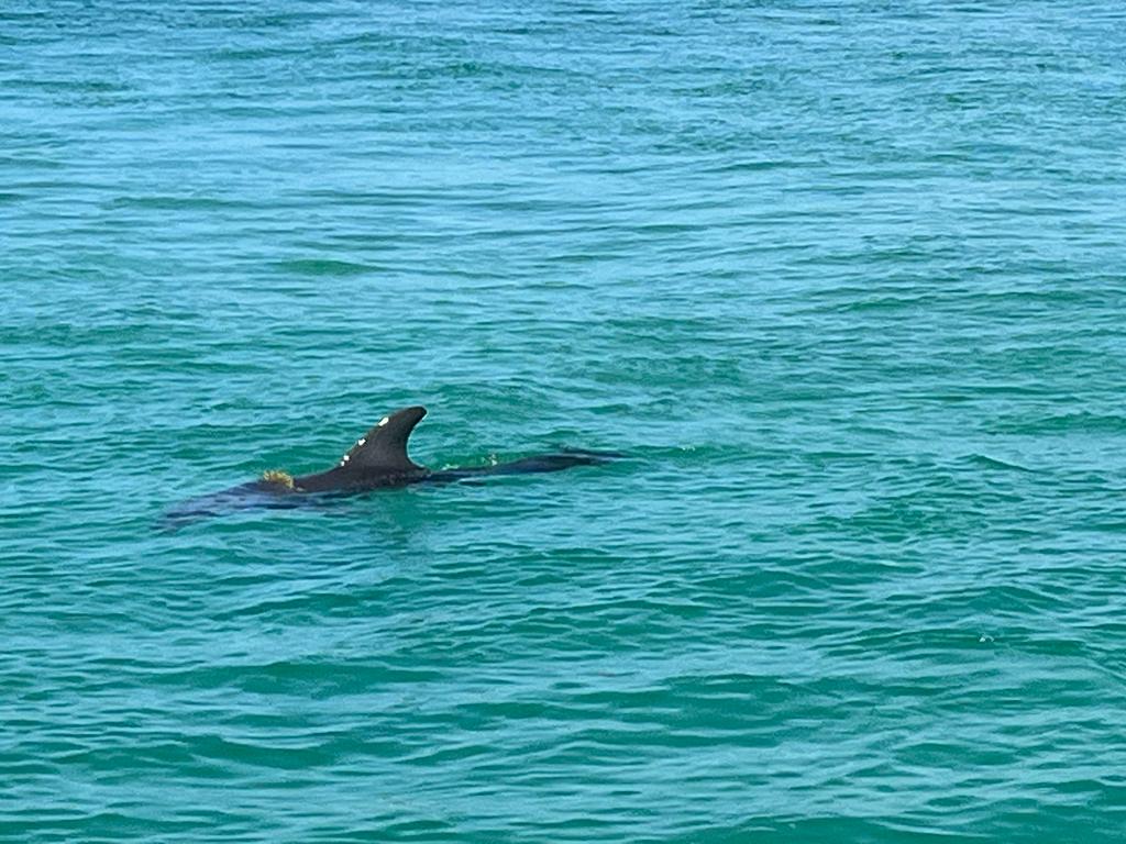 a dolphin
